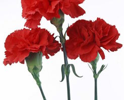 Valentine Carnation Sale
